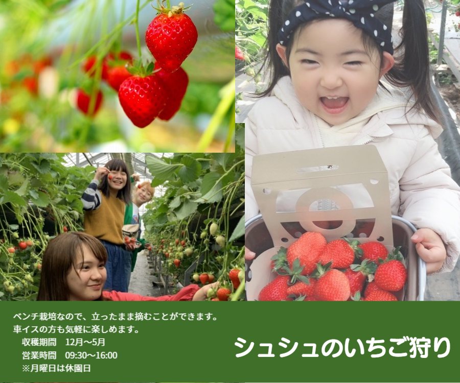 いちご イチゴ 苺 いちご狩り フルーツ狩り 大村