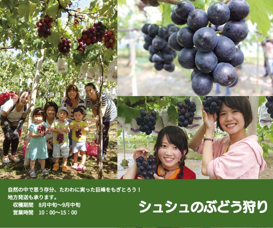 ぶどう　ブドウ　葡萄　ぶどう狩り　フルーツ狩り　大村