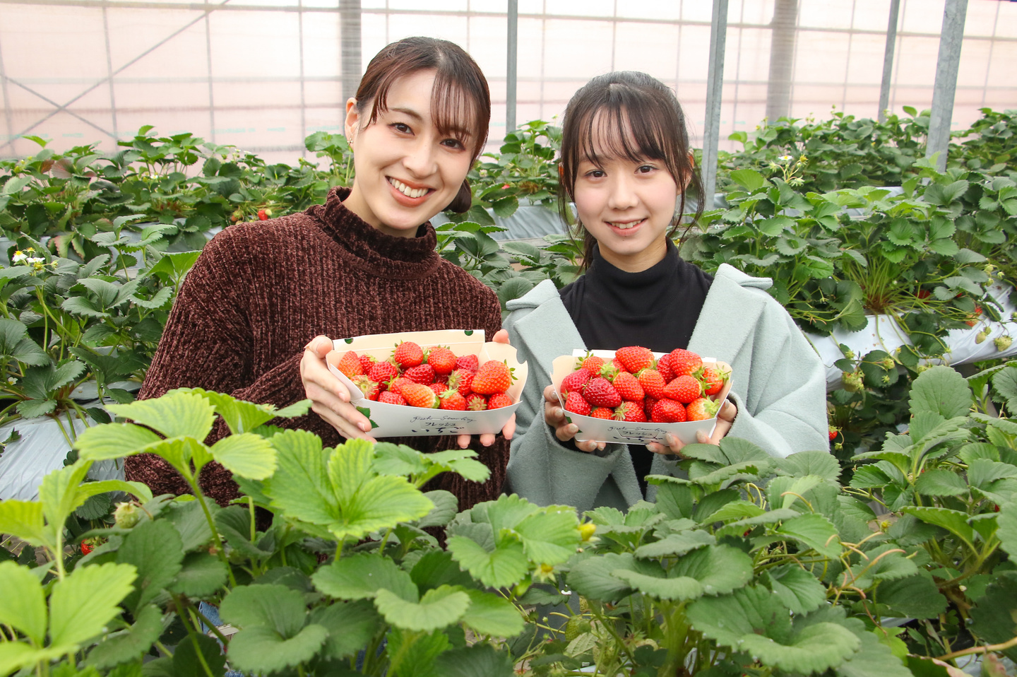 イチゴ狩り 大村市